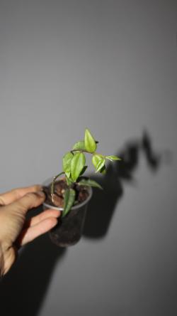 Sadnice - sobne biljke: Hoya Bella 